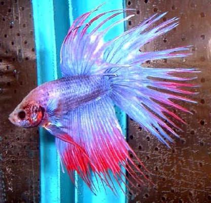 Betta Crowntail Fish