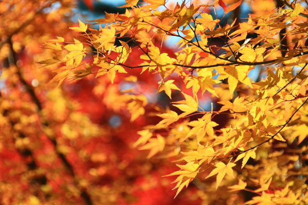 autumn leaves in Kyoto1