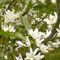 満開のみかん花
