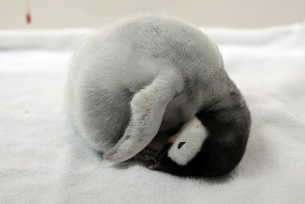グッスリ眠るペンギン