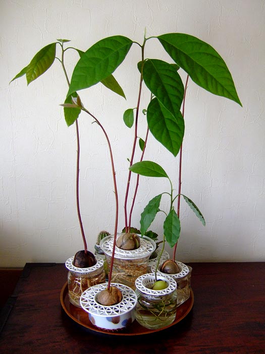 観葉植物の育て方 ドラセナ