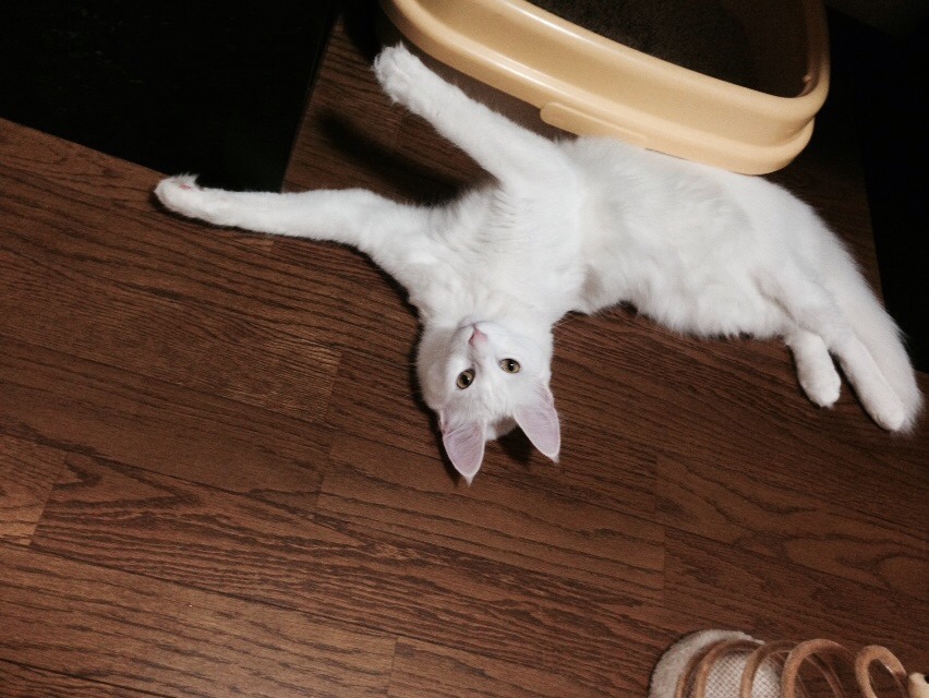 ターキッシュアンゴラ アンバーアイド ホワイト Amber-Eyed White Turkish Angora Neuter ターキッシュアンゴラ アンバーアイド ホワイト Amber-Eyed White Turkish Angora Neuter