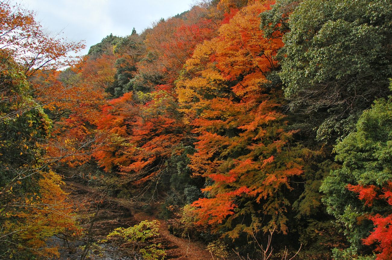 養老渓谷 - Yōrō Keikoku Okukiyosumi Prefectural Natural Park - JapaneseClass.jp